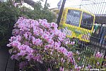 「なの花」とツツジ