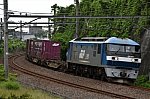 250525_kamo_001.jpg