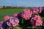 /blog-imgs-162.fc2.com/9/2/8/928500pollippy/1M7A0112blg_20250621061531f67.jpg