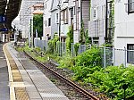 koyasu#1_grass_250716