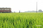 小湊キハ200、朝露の向こう側