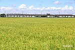 E131系、稲穂の向こうの十二橋