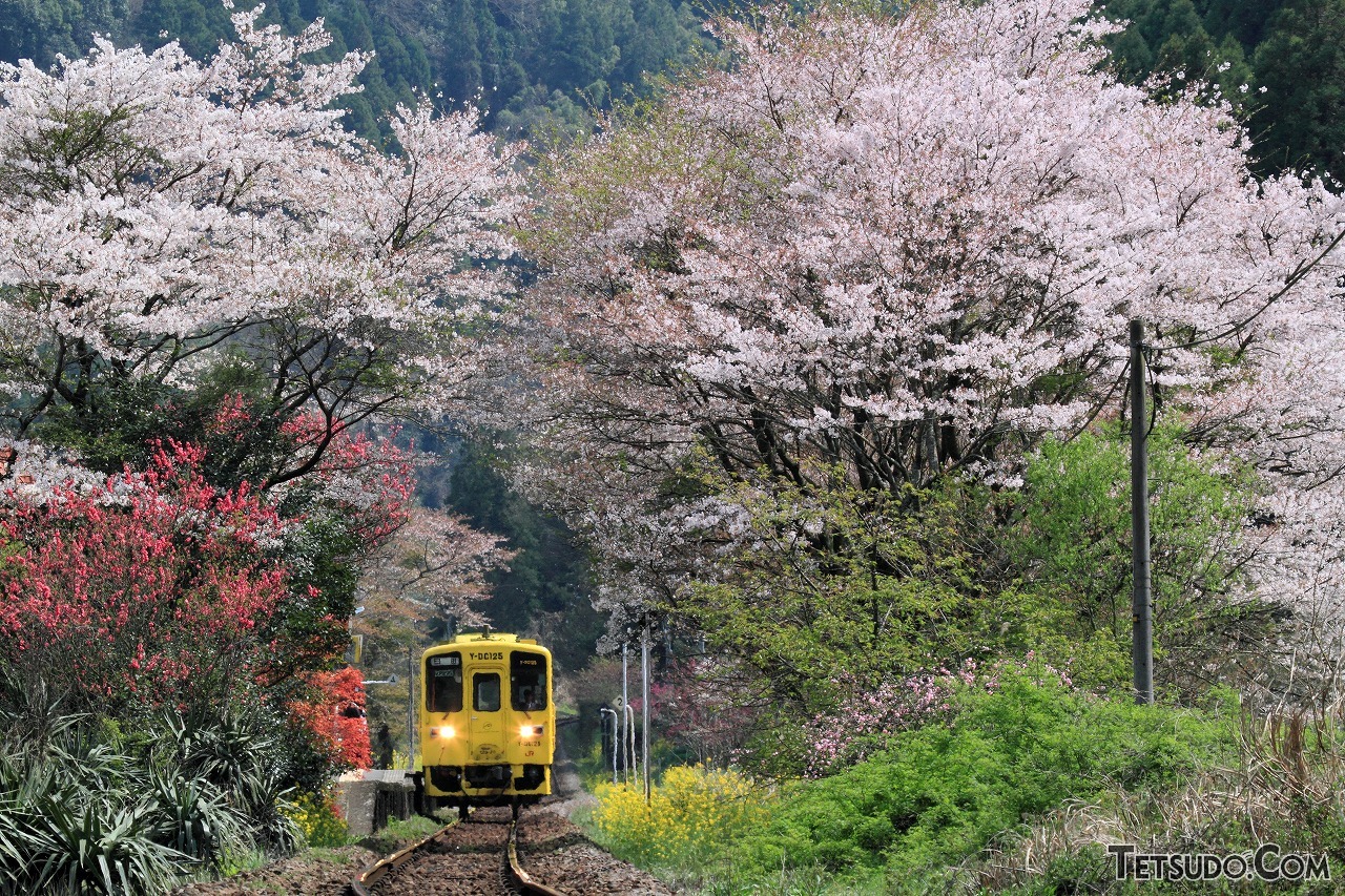 さまざまな花が咲き誇る日本の春