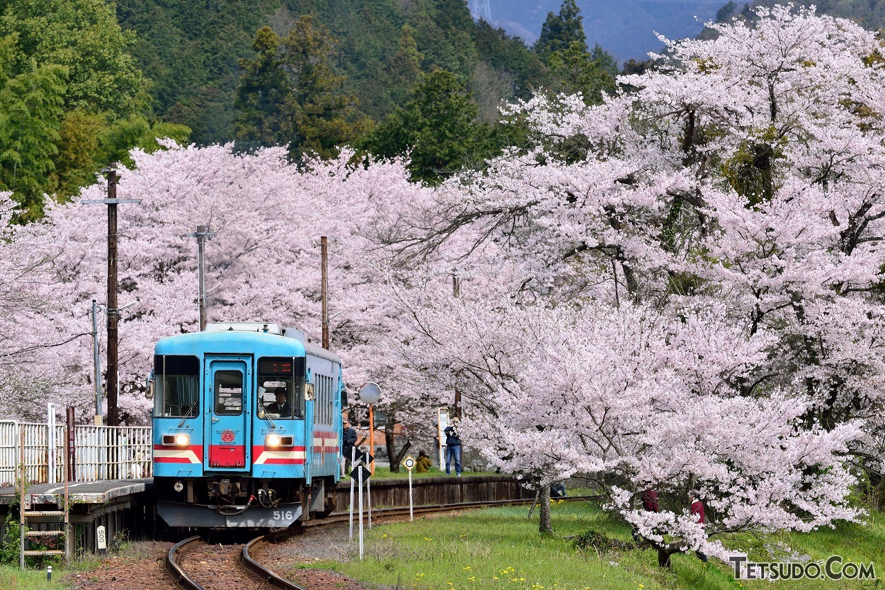 春の花といえば桜！ 桜を絡めた春らしい鉄道写真を撮るポイントは？