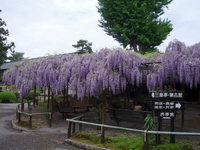 とき３００号さんの投稿した写真