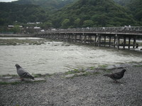 阪急上桂さんの投稿した写真