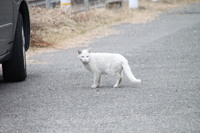 ３０５４急行　三宮さんの投稿した写真