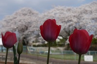 パノパナさんの投稿した写真