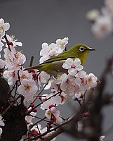 急行かいじさんの投稿した写真