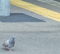 Kilroyさんの投稿した写真