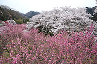 拝島車両区さんの投稿した写真