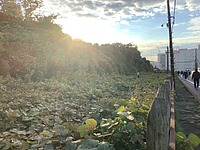 春 new verさんの投稿した写真