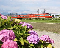grass, sky, outdoor, plant, flower, train, vehicle, land vehicle